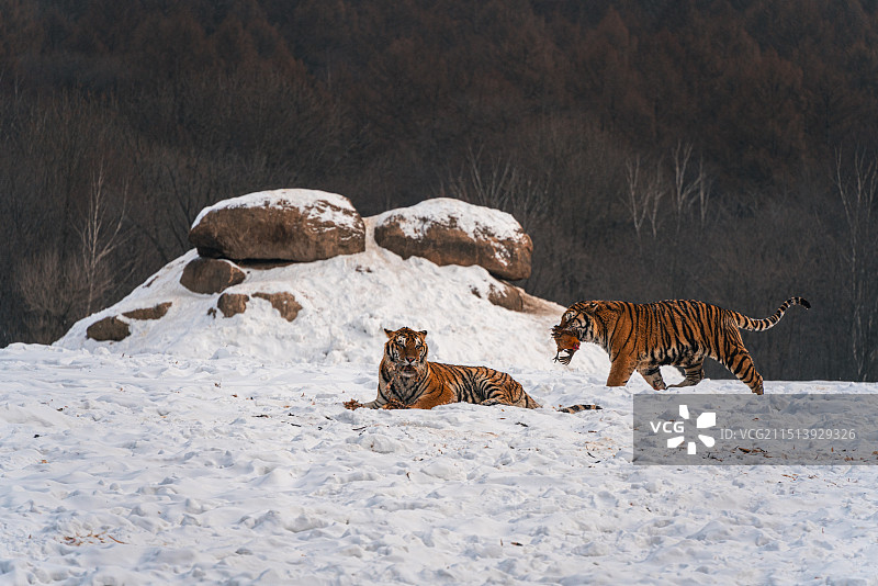 黑龙江横道河子东北虎林园东北虎捕食图片素材