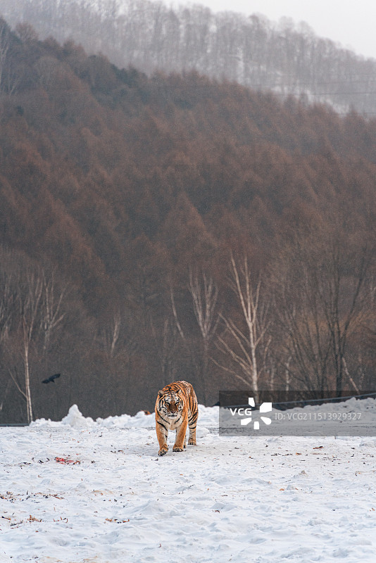 黑龙江横道河子东北虎林园东北虎捕食图片素材