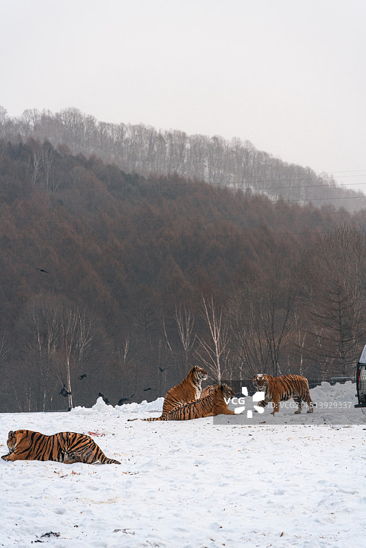 黑龙江横道河子东北虎林园东北虎捕食图片素材