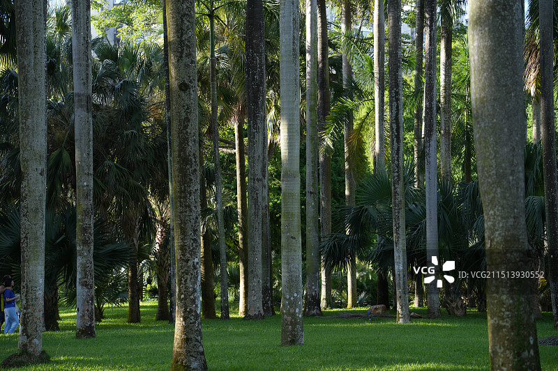 华南国家植物园和蓝天白云图片素材