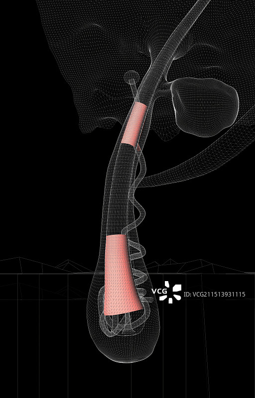 毛发头发毛囊组织科技感线框结构图图片素材
