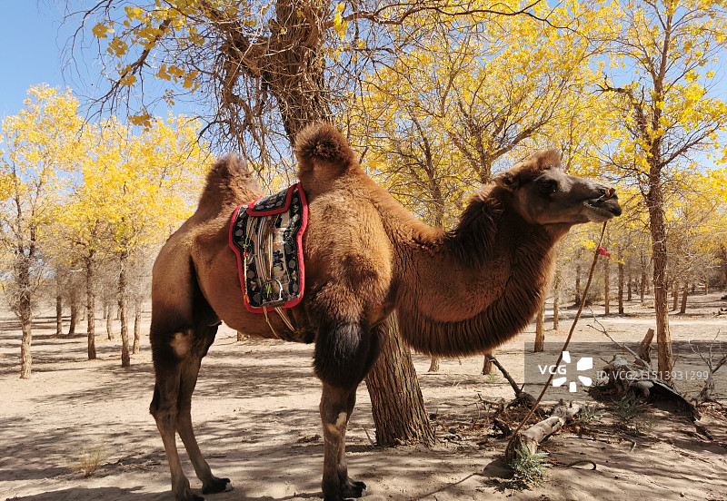 额济纳胡楊林的骆驼图片素材