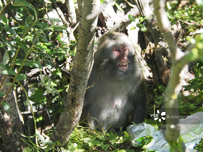 猴子龇牙图片素材