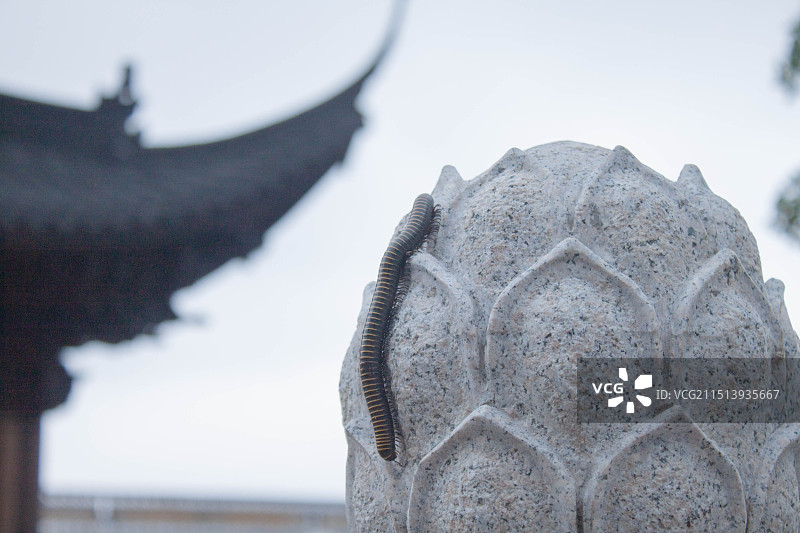 湖州法华寺的蚯蚓图片素材