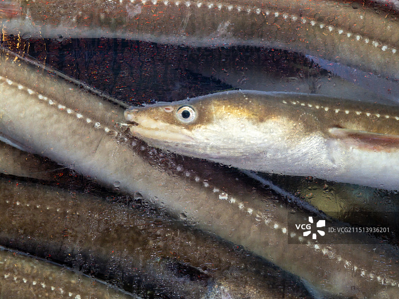海鲜缸里的鳗鱼图片素材