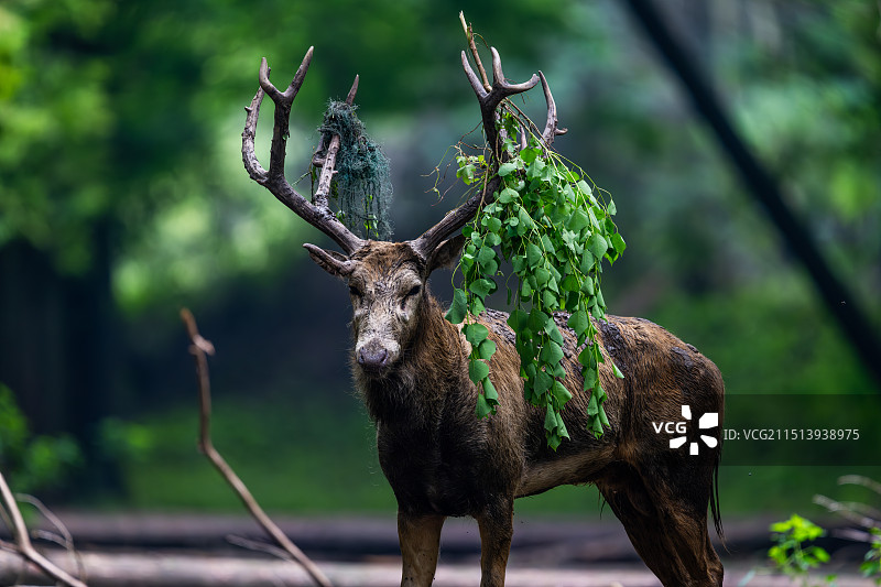 江苏盐城大丰麋鹿国家级自然保护区中的雄性麋鹿Elaphurus davidianus图片素材