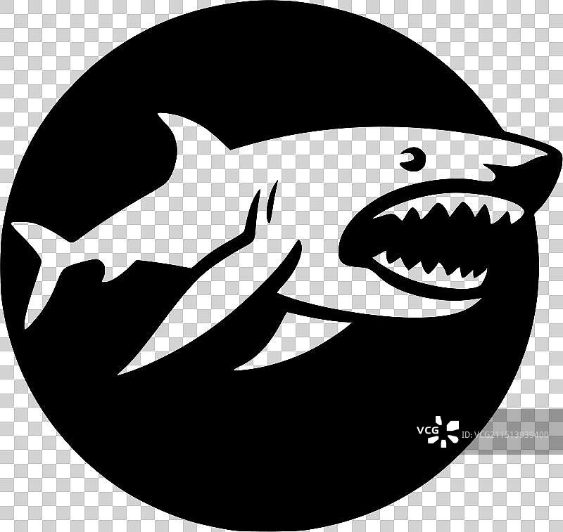 鲨鱼——黑白相间图片素材