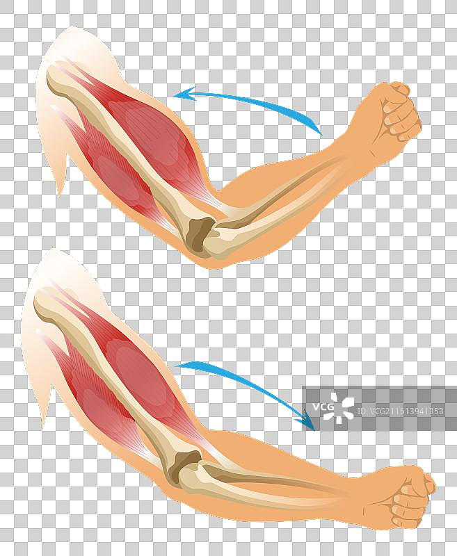 手臂肌肉肱二头肌与骨骼肌肉的张力图片素材