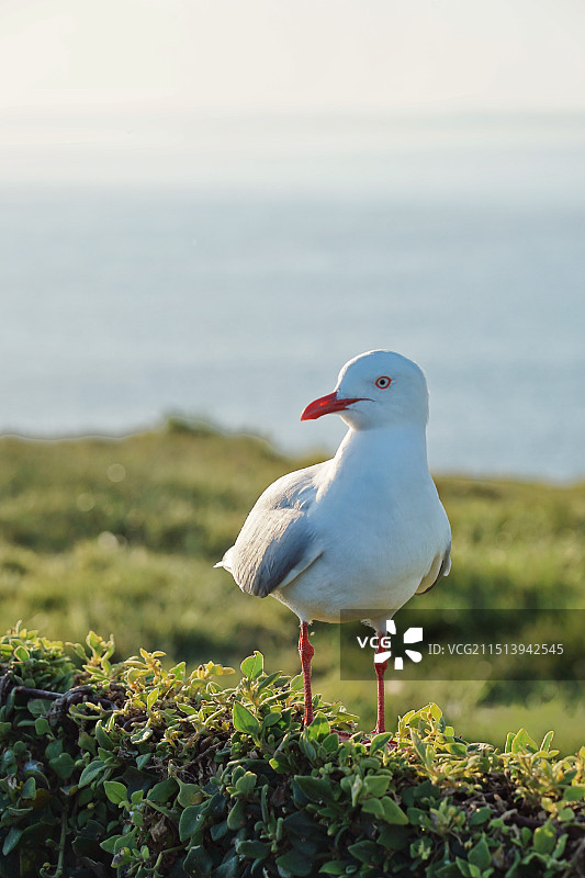 澳大利亚菲利普岛Phillip Island，海鸥图片素材