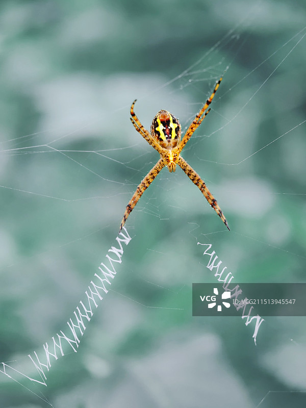 拼写英文字母的悦目金蛛图片素材