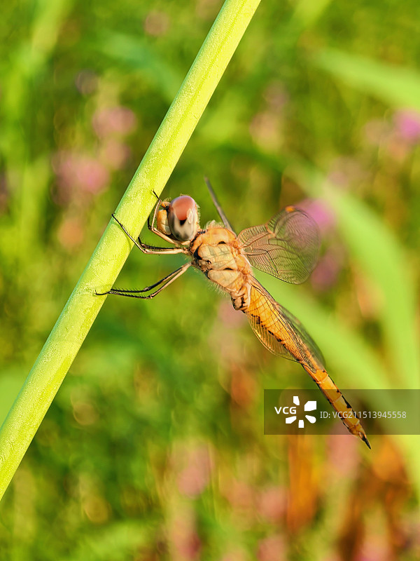 植物上蜻蜓特写镜头图片素材