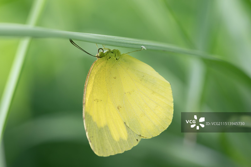 宽边黄粉蝶图片素材