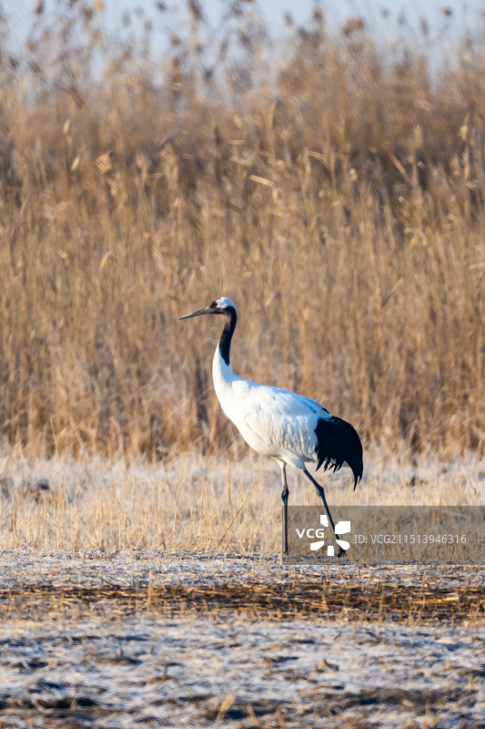 江苏盐城湿地珍禽国家级自然保护区中的丹顶鹤图片素材