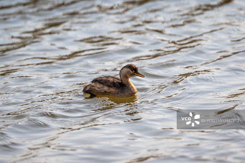江苏盐城湿地珍禽国家级自然保护区中的小鸊鹕图片素材