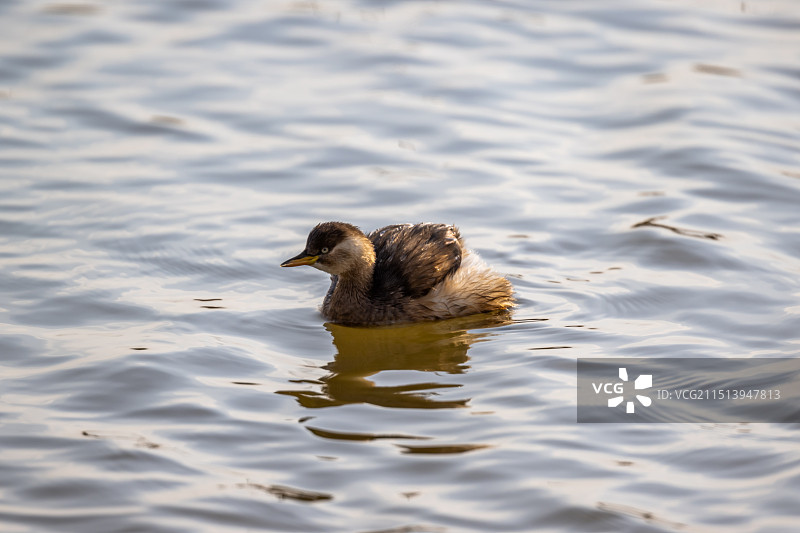 江苏盐城湿地珍禽国家级自然保护区中的小鸊鹕图片素材