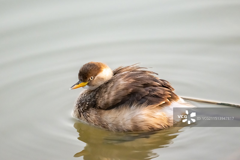 江苏盐城湿地珍禽国家级自然保护区中的小鸊鹕图片素材