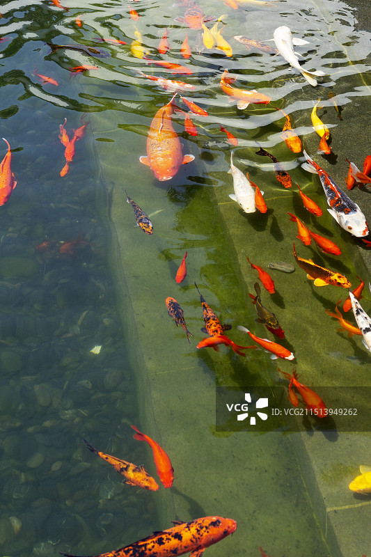 锦鲤水中游图片素材