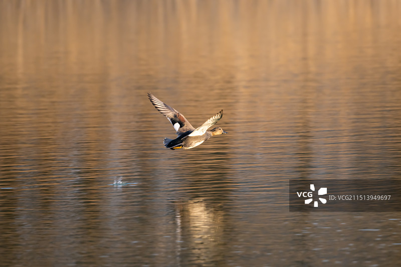 江苏盐城湿地珍禽国家级自然保护区中的豆雁图片素材