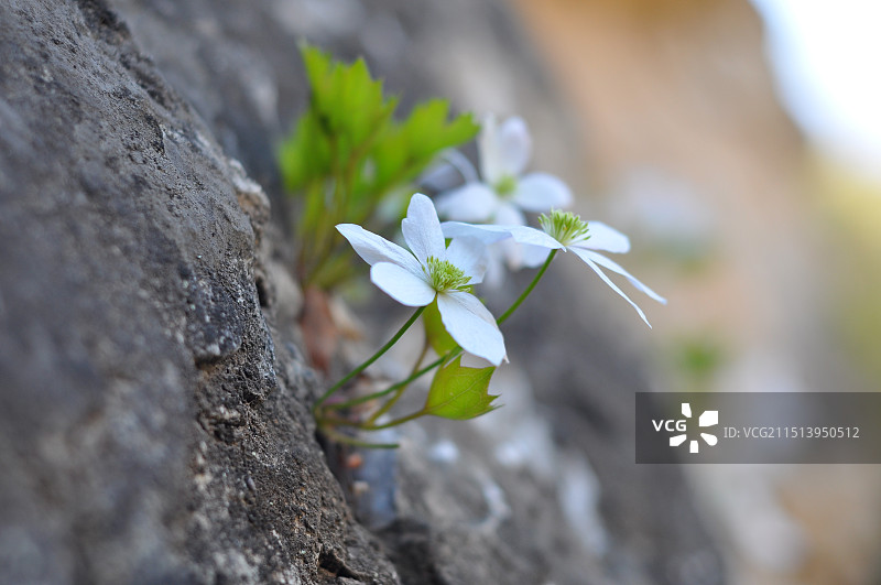 崖壁上的植物——槭叶铁线莲图片素材