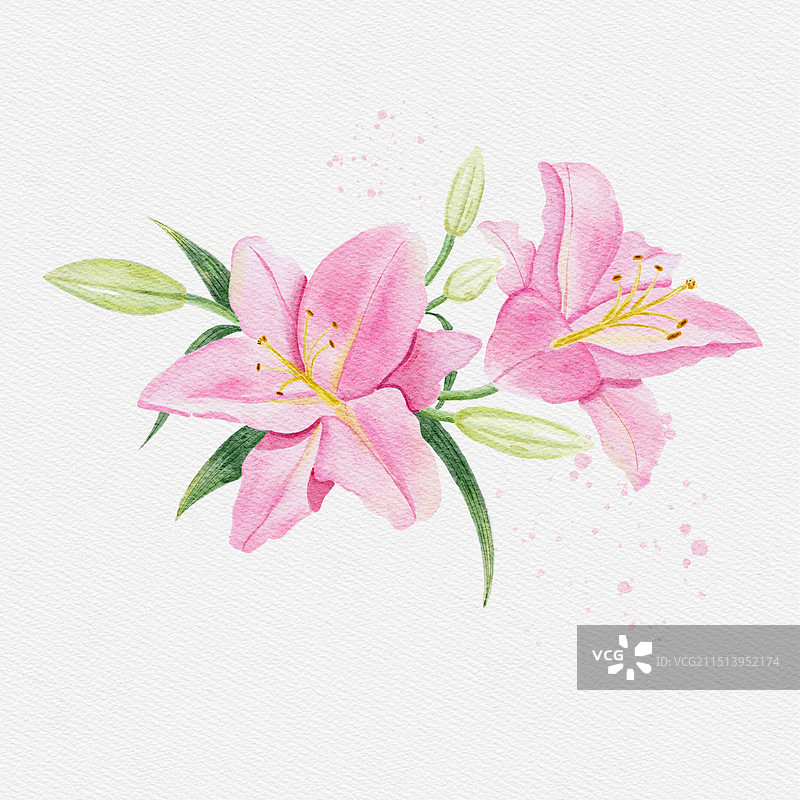 水彩手绘粉色百合花图片素材