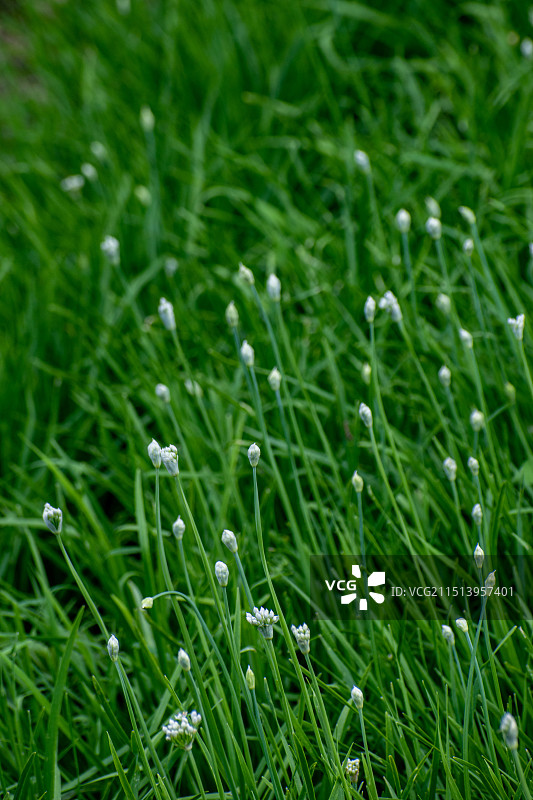 韭菜，韭菜花图片素材