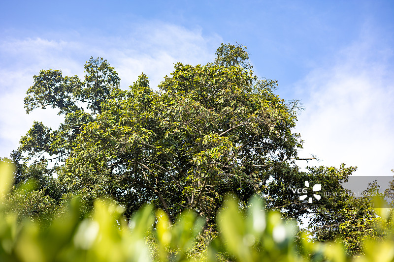 银叶树古树群图片素材
