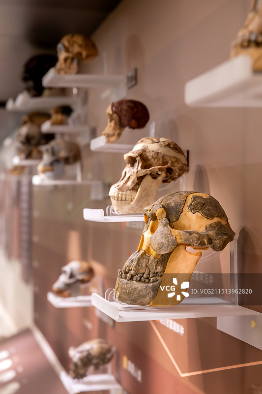 中国古动物馆(保定自然博物馆)哺乳新生主题展厅展陈 南方古猿阿法种 头骨 标本图片素材