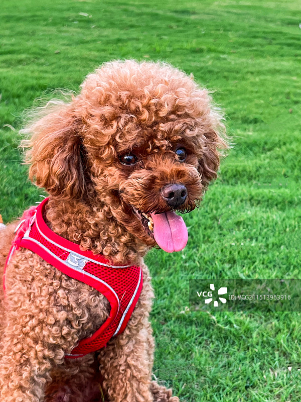 贵宾犬图片素材