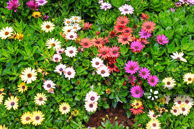 春天公园一大片盆景小雏菊菊花图片素材