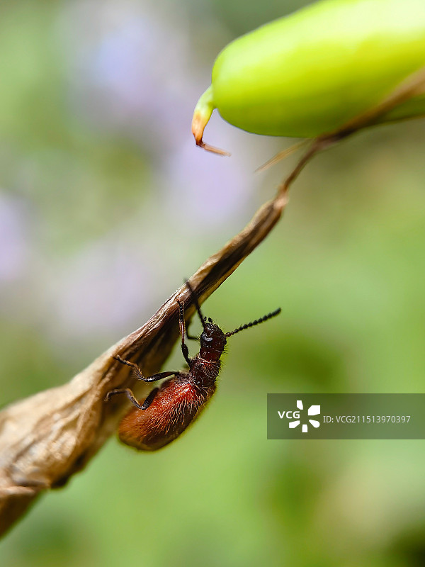 植物上昆虫特写镜头图片素材