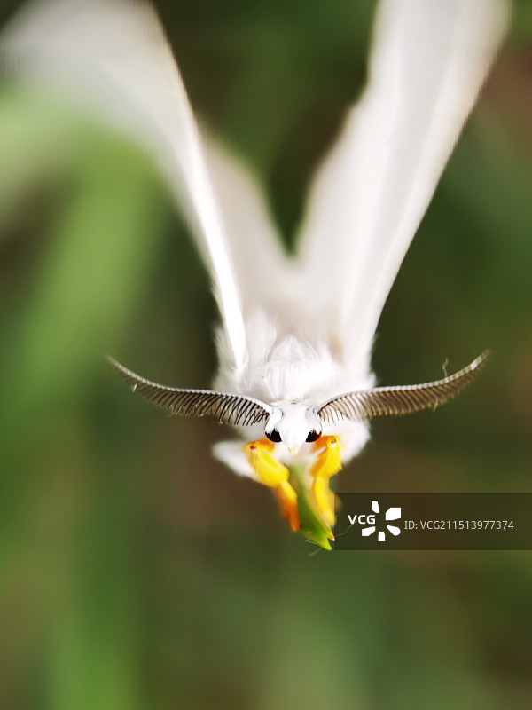 萌萌哒（蛾）图片素材