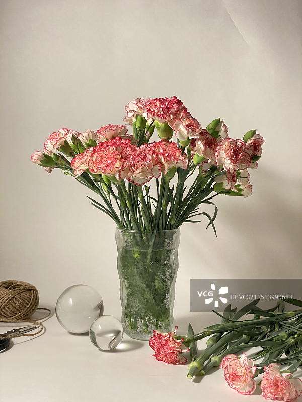 康乃馨图片素材