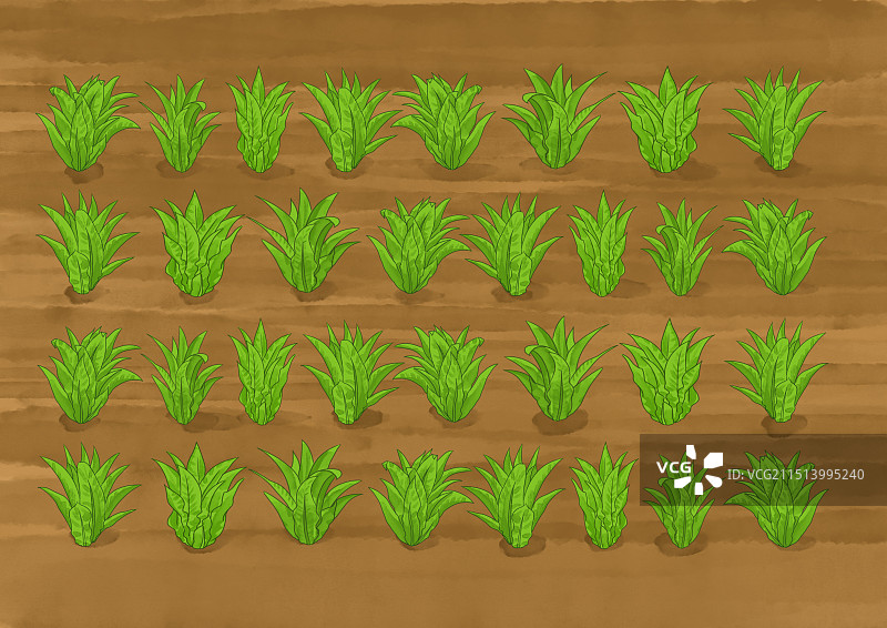 乡村振兴田园风光乡下农田田地泥土农村农业农作物种植有机蔬菜食物食材新鲜油麦菜场景资讯插画图片素材