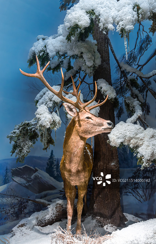 中国古动物馆(保定自然博物馆) 展厅展陈 东北虎和马鹿 标本图片素材