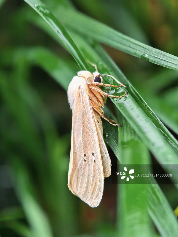 植物上八点灰灯蛾特写镜头图片素材