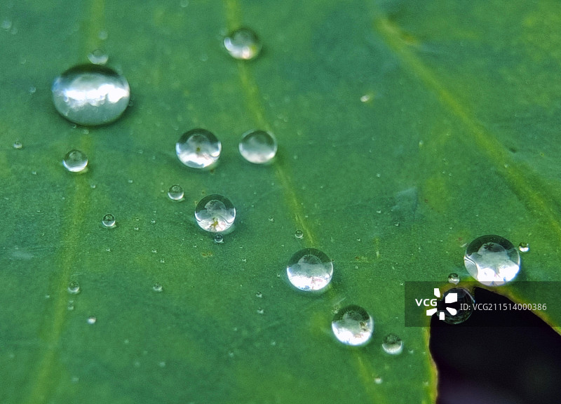 珍珠落碧盘图片素材