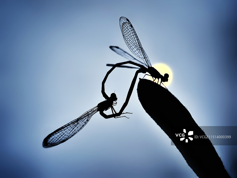 月圆团圆图片素材