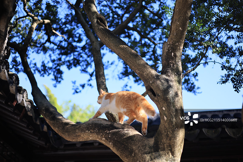 苏州怡园萌宠图片素材