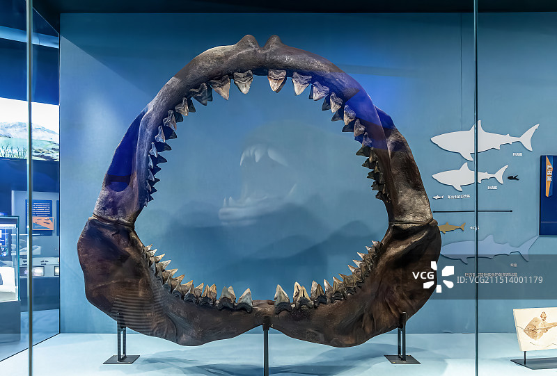中国古动物馆(保定自然博物馆) 远古海洋主题展厅 展陈 巨齿鲨颌骨 标本图片素材