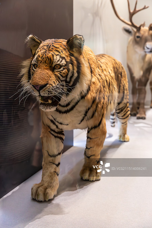 中国古动物馆(保定自然博物馆) 灭绝之殇主题展厅展陈 灭绝的哺乳动物巴厘虎 格陵兰驯鹿  标本图片素材