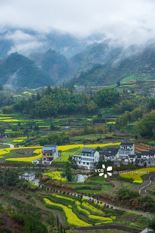 烟雨江南菜花飘香——千年古村落绩溪县家朋乡尚村图片素材