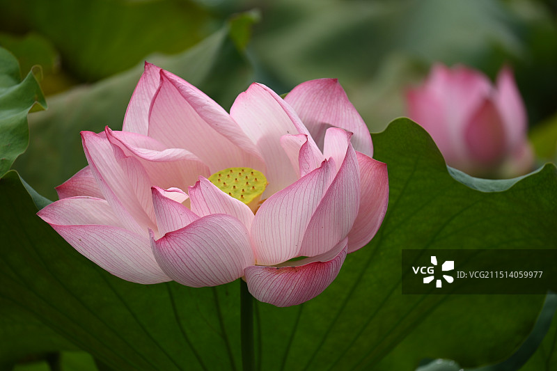 夏天盛开的粉白色荷花图片素材