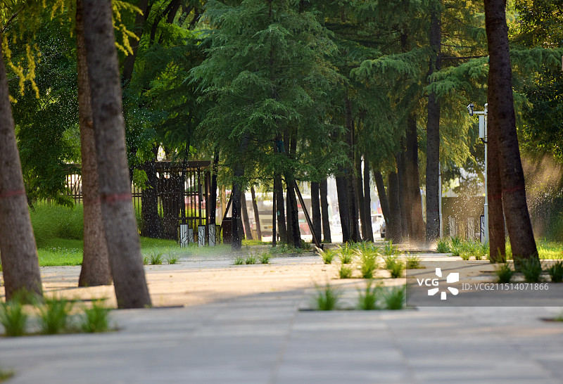 夏日·郑州古树苑图片素材