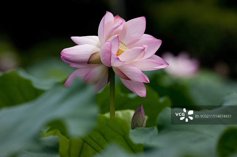 并蒂荷花图片素材
