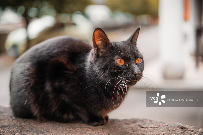 一直趴在石头上的黑猫特写图片素材