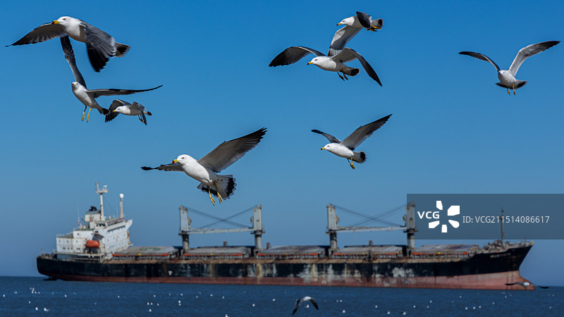 海鸥与布鲁维斯号图片素材