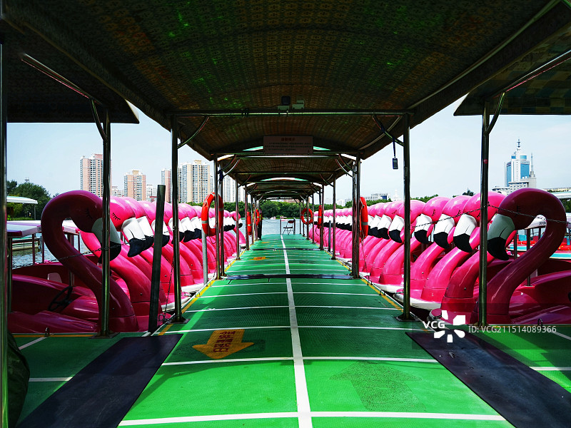 莲花池鹅船~列队待发图片素材