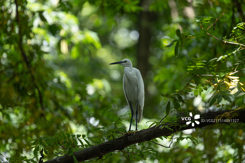 成都浣花溪公园 白鹭野生动物飞鸟图片素材