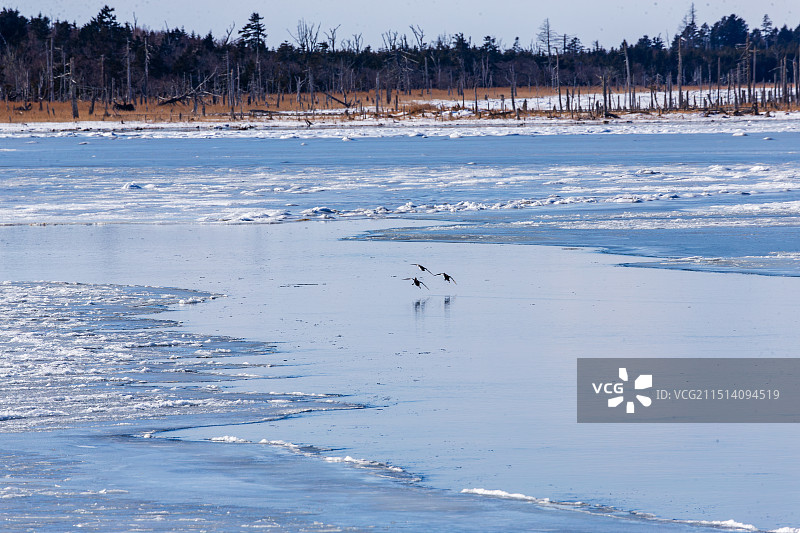 日本北海道冬季的野鸭图片素材