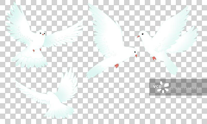 鸽子插画图片素材